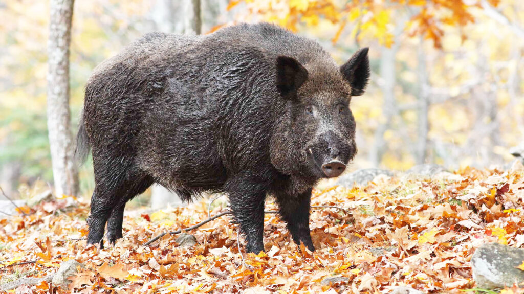 3 injured in a wild boar attack in Thanamandi